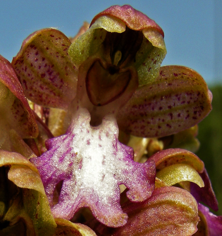 Orchidee del Chianti 2009